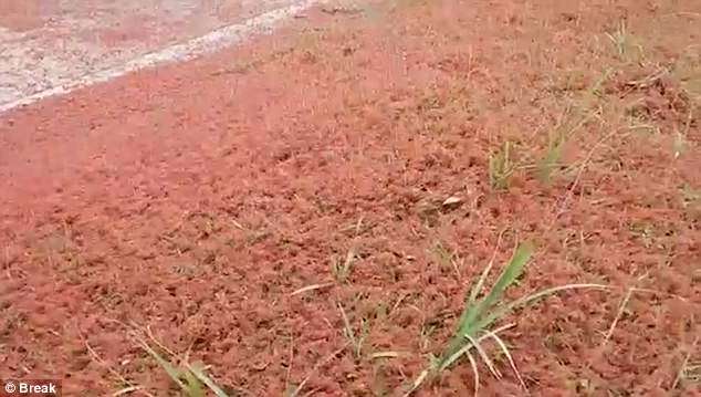 penampakan bayi kepiting