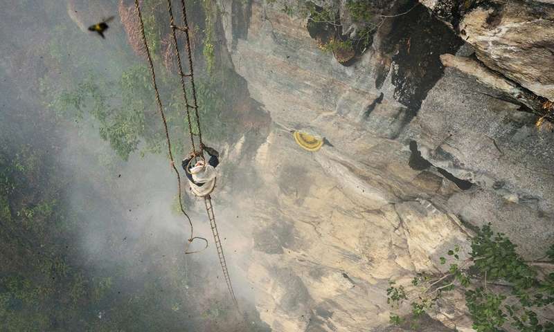 Pemburu Madu Pemburu Madu