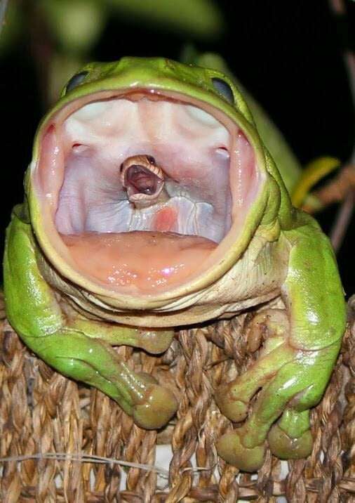 katak