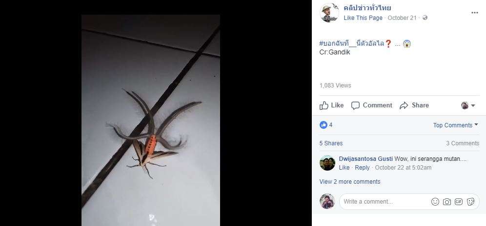 Kupu-kupu Mutan Diunggah Netizen Thailand Kupu-kupu Mutan Diunggah Netizen Thailand