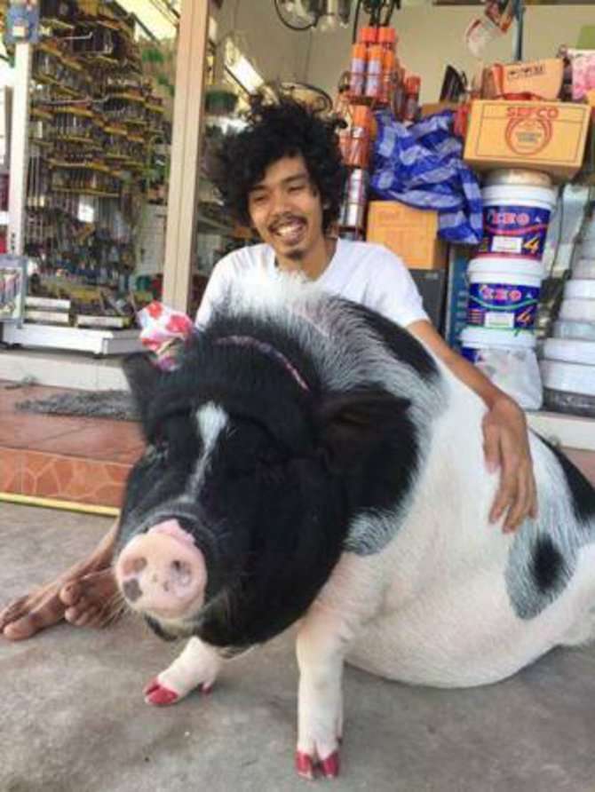 tidur dengan babi