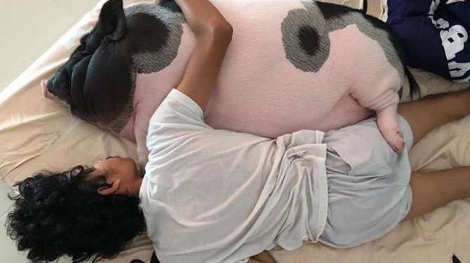 tidur dengan babi