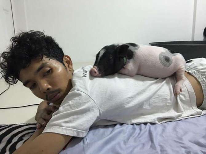 tidur dengan babi