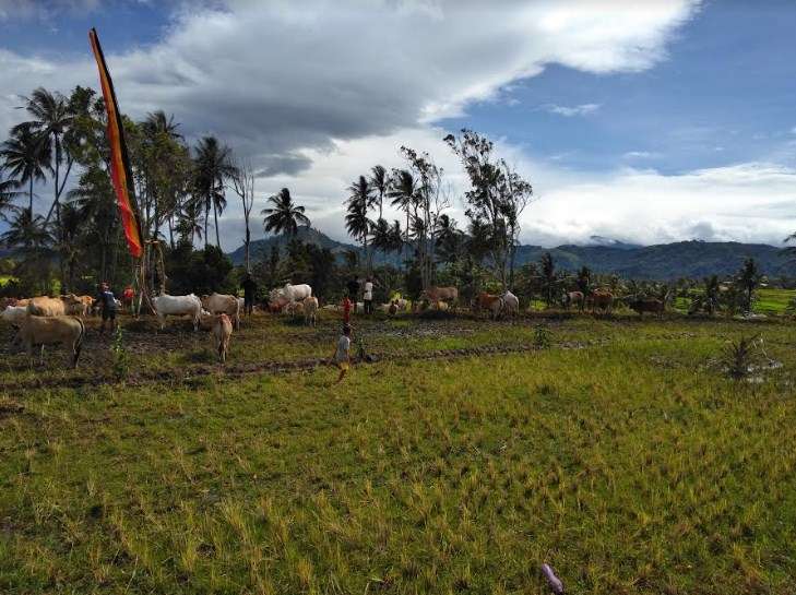 Desa