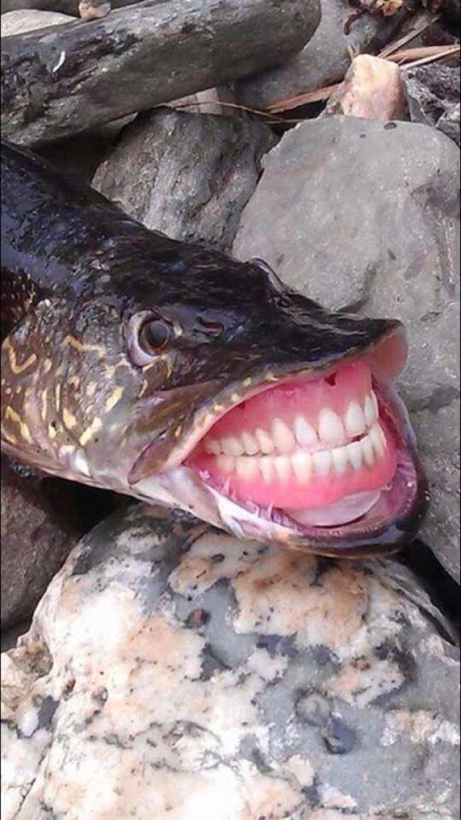 Keluarga Humoris