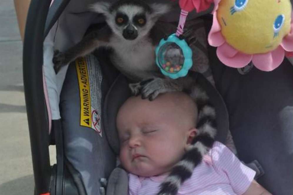Lemur di stroller bayi Lemur di stroller bayi