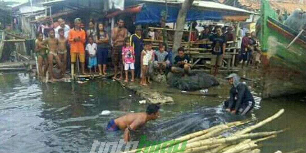 Hiu tutul yang mati di bawa ke daratan Hiu tutul yang mati di bawa ke daratan