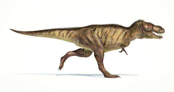 T Rex