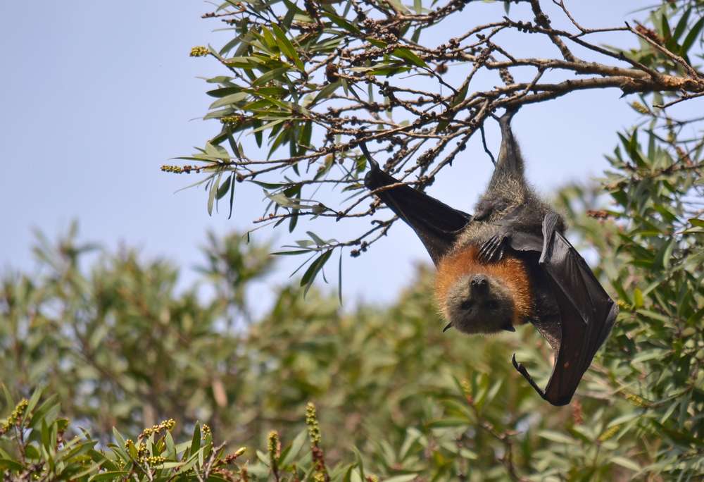 Flying Fox