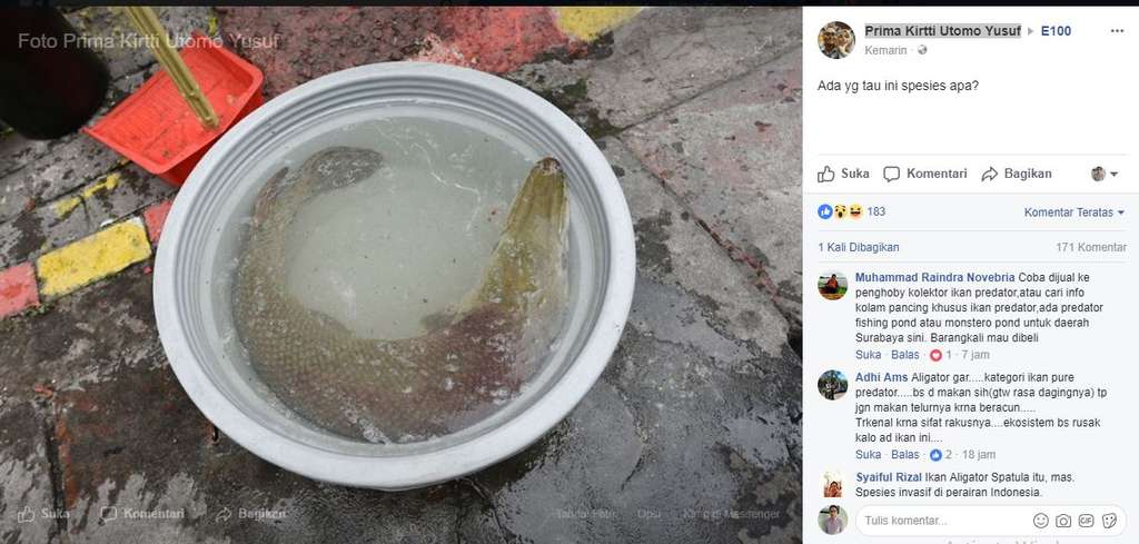Ikan berbahaya