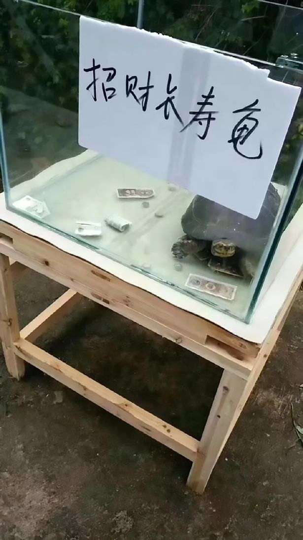 Kebun Binatang Terburuk di Dunia Kebun Binatang Terburuk di Dunia
