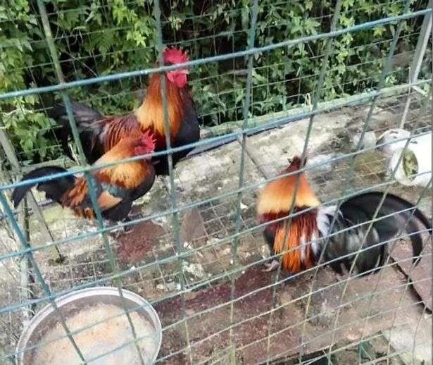 Kebun Binatang Terburuk di Dunia Kebun Binatang Terburuk di Dunia