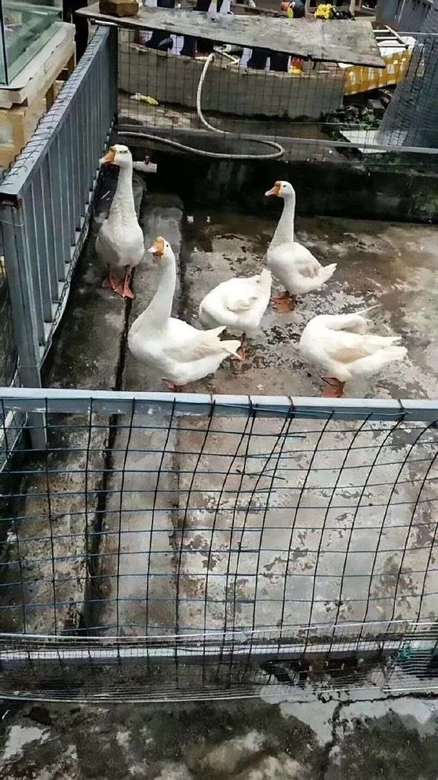Kebun Binatang Terburuk di Dunia Kebun Binatang Terburuk di Dunia