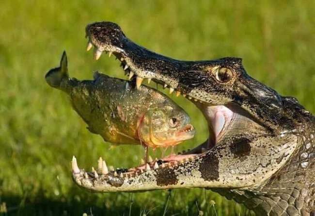 Timing Foto Pas