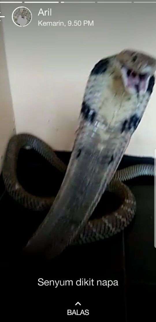 Kobra