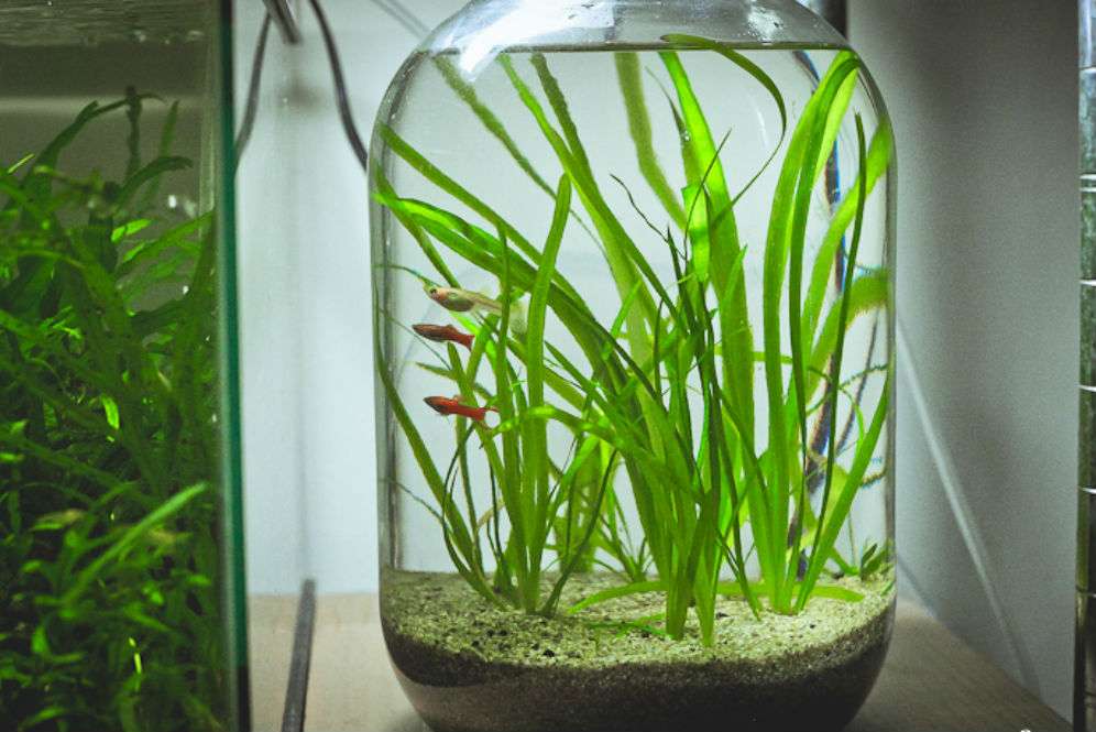 Aquatic Plants Aquatic Plants