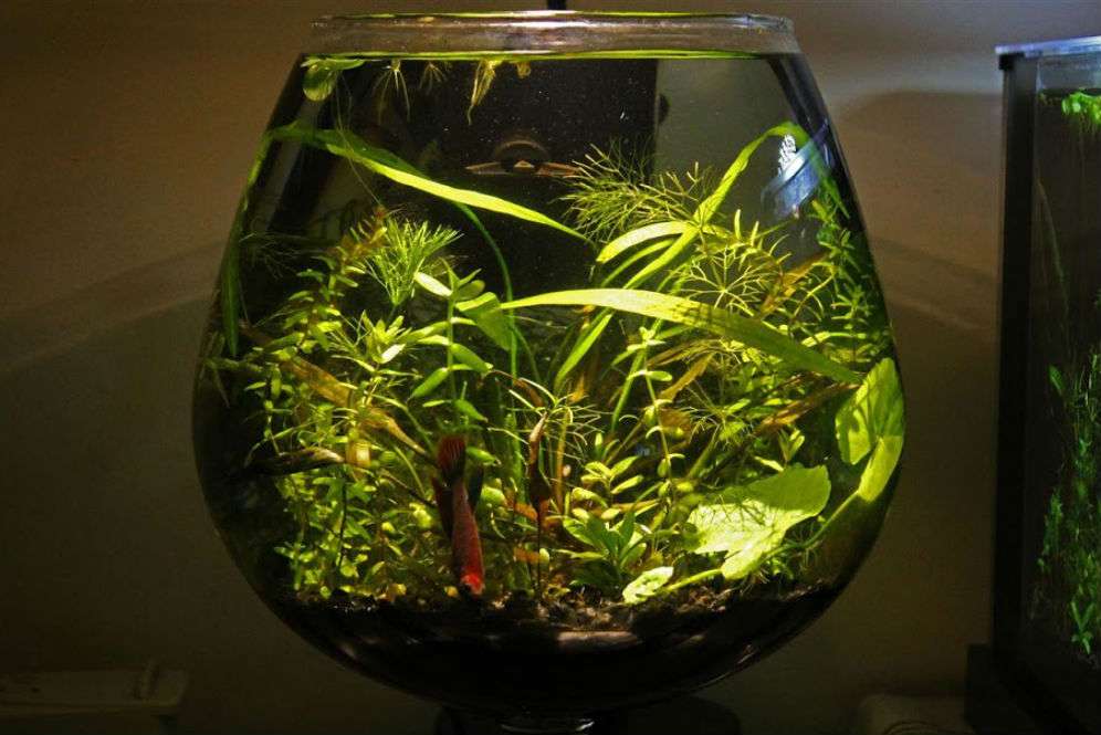 Aquatic Plants Aquatic Plants