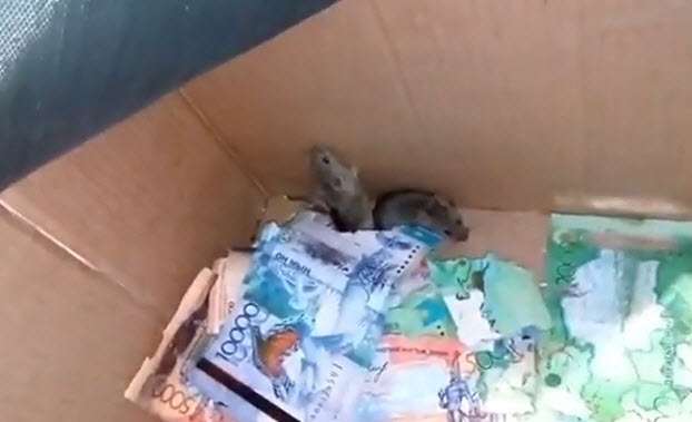 Ada tikus dalam mesin ATM