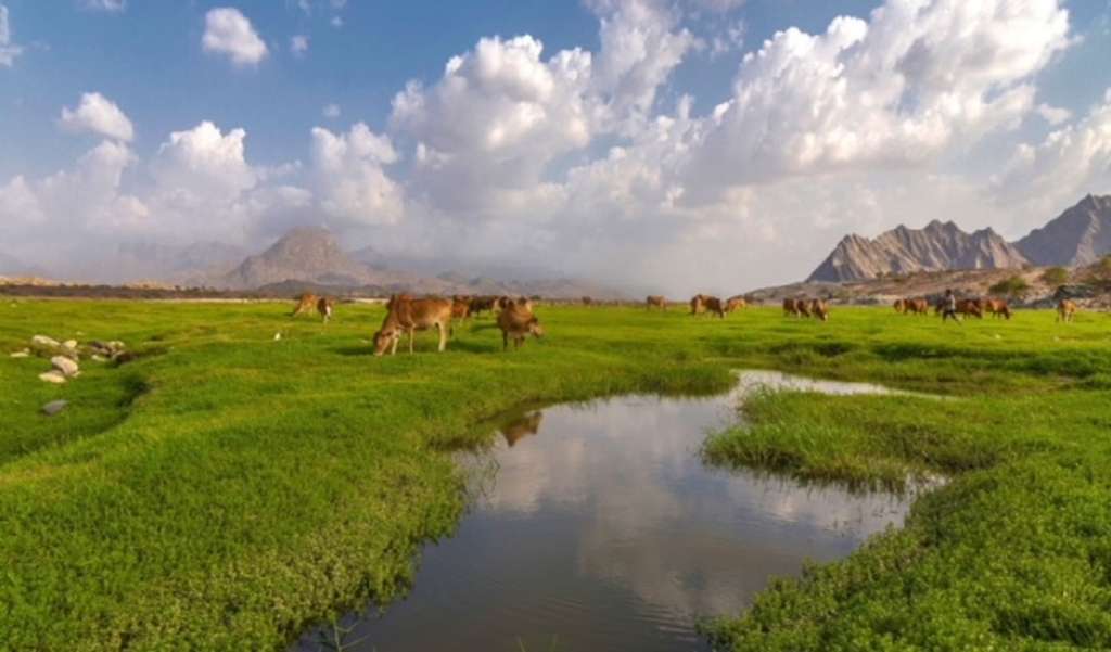 lembah saudi