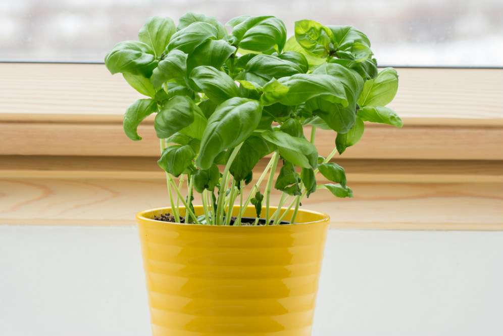 Basil