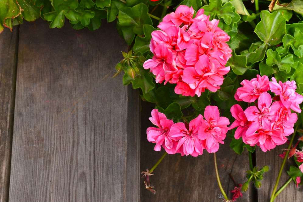 Geranium