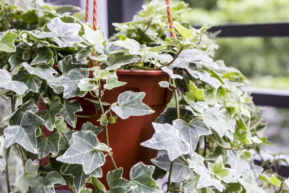 English Ivy
