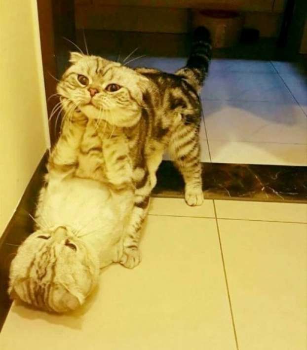 Foto-foto Menipu Mata 13