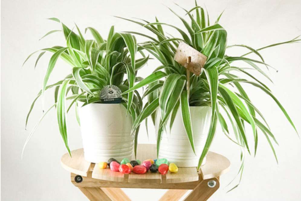 Chlorophytum