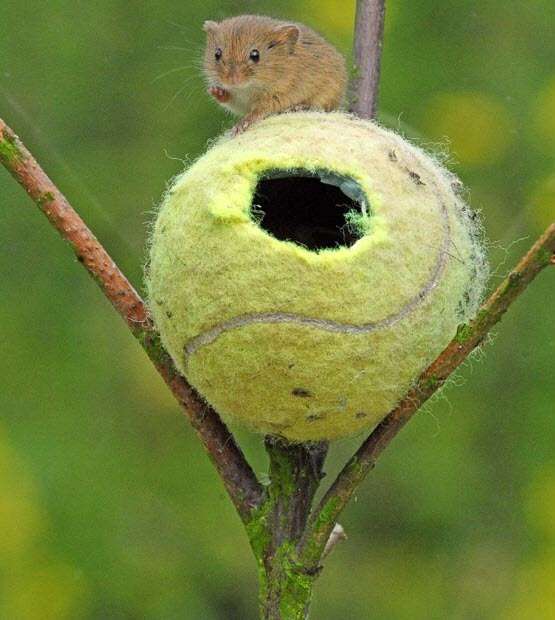 Amusing Planet