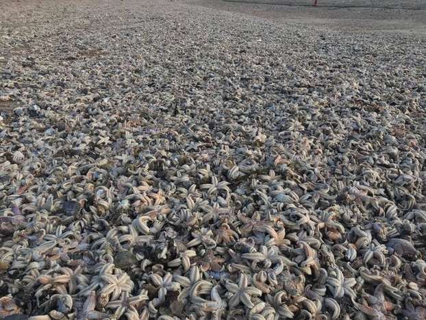 Ribuan Bintang Laut dan Hewan Laut Lainnya Terdampar di Pantai.