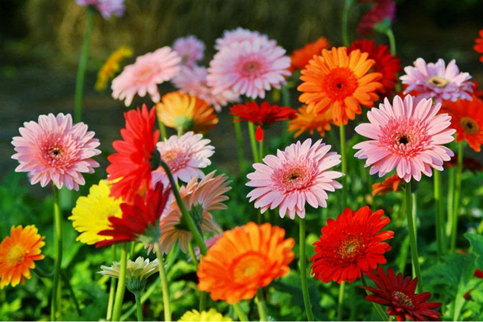 Gerbera Daisy