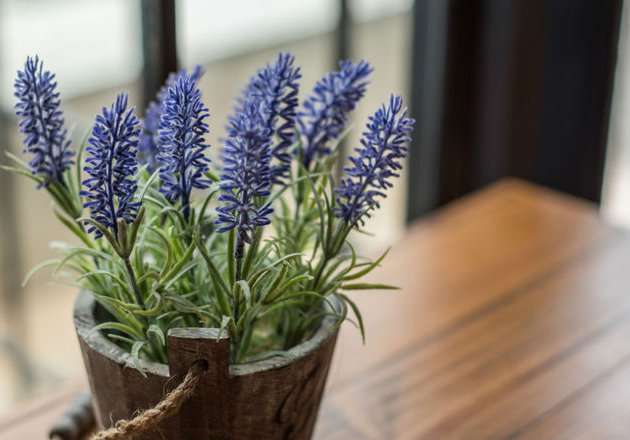 Lavender