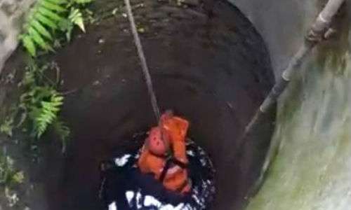 Tim BPBD Boyolali mengevakuasi kucing