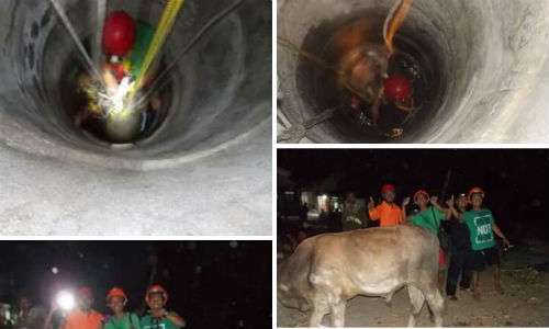 Tim BPBD mengevakuasi sapi yang tercebur ke dalam sumur