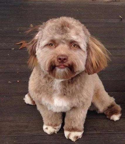 Yogi The Dog juga punya wajah mirip manusia