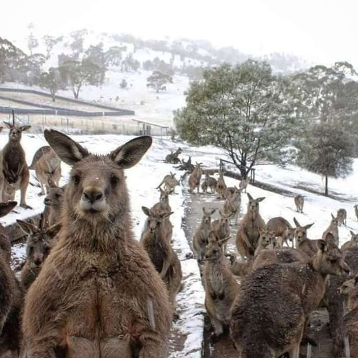 Hal Unik dan Gokil di Australia