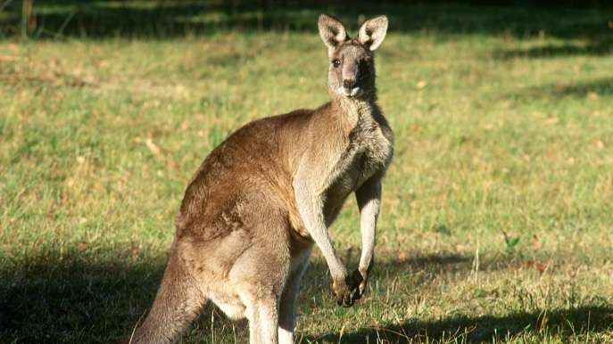 Hal Unik dan Gokil di Australia