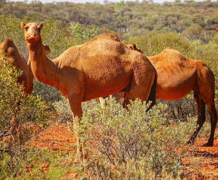 Hal Unik dan Gokil di Australia