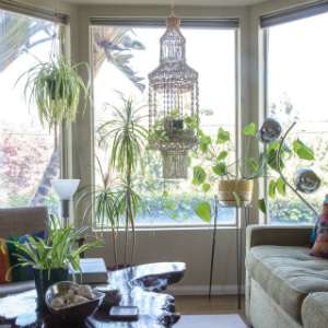 Spider plant Spider plant