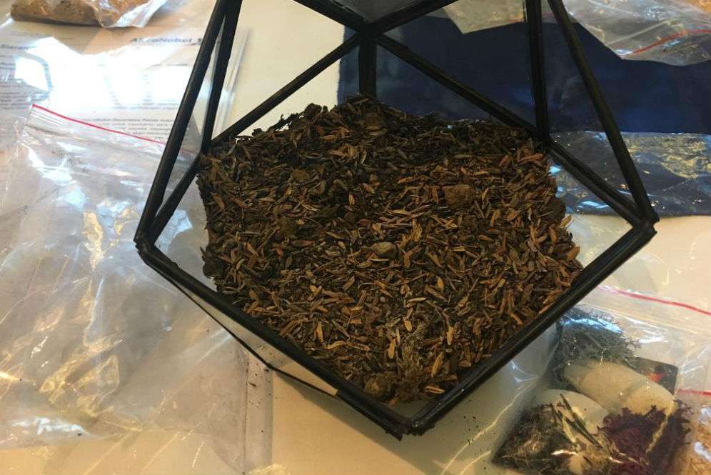 Terarium Terarium