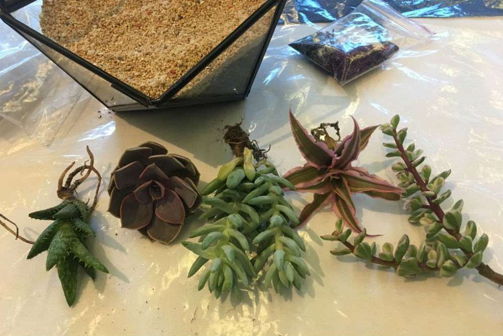 Terarium Terarium