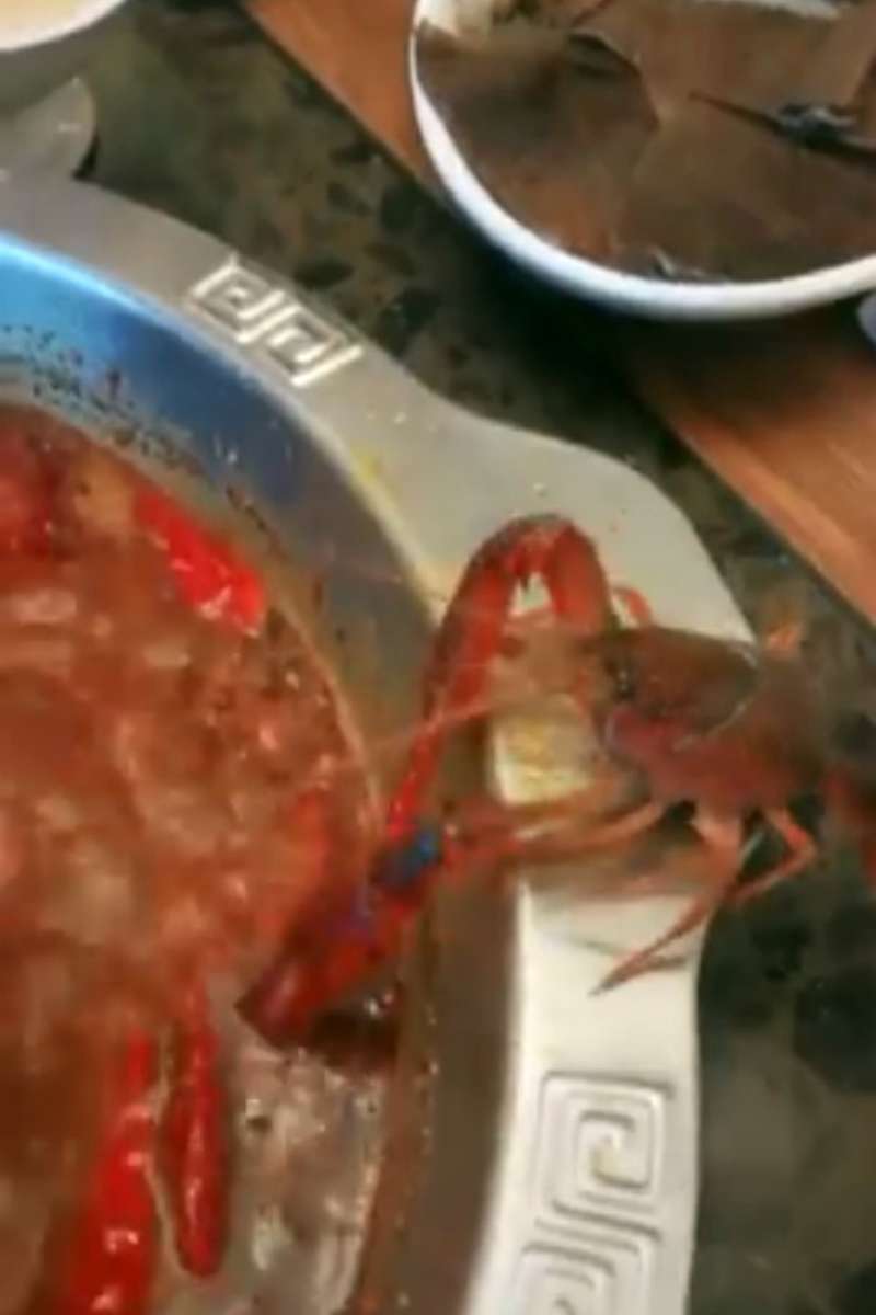 Lobster Ajaib