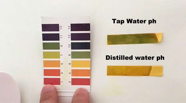 Foto  Reddit/fortheloveofpugs89