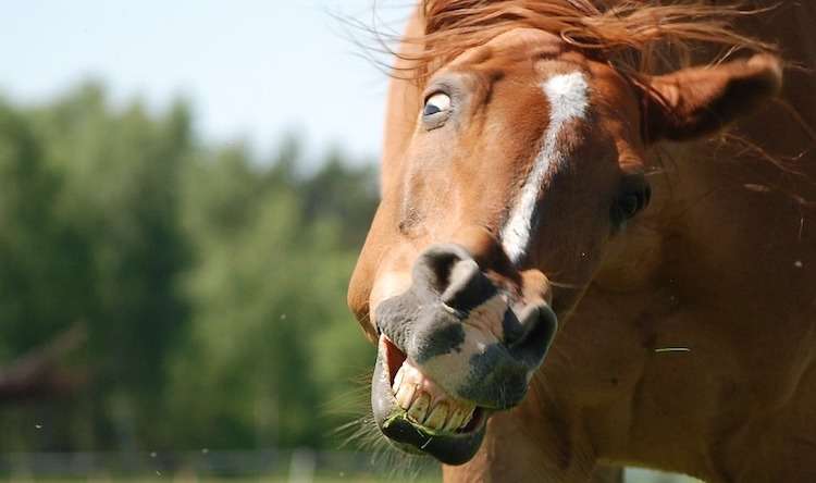 Bahasa Indonesia Dari Bahasa Portugis