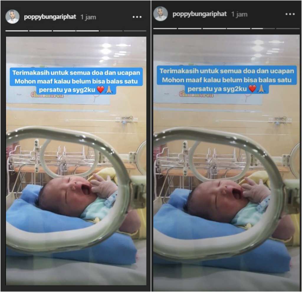 unggahan poppy bunga unggahan poppy bunga