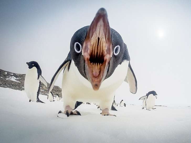 Foto Unik