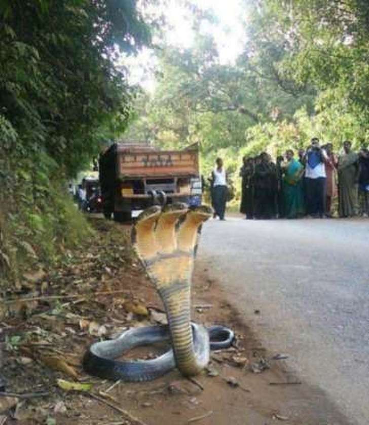 Foto Unik