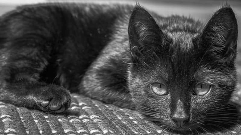 Kucing Tertua