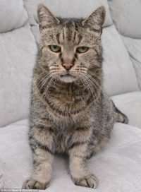 Kucing Tertua