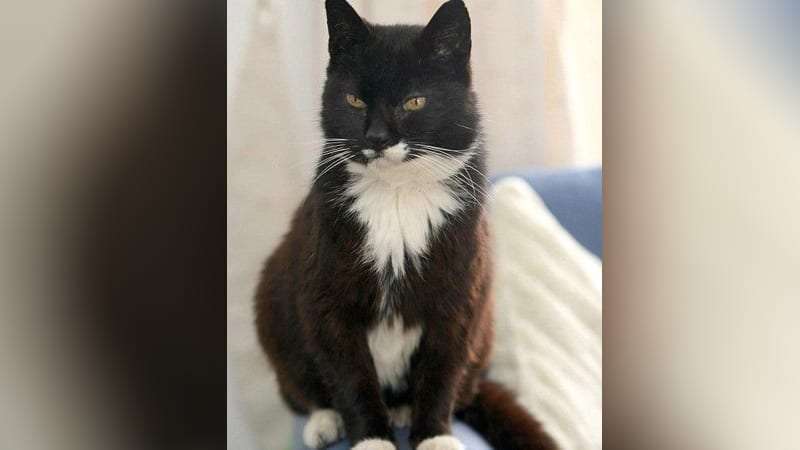 Kucing Tertua